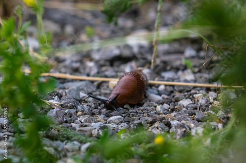 snail on ground