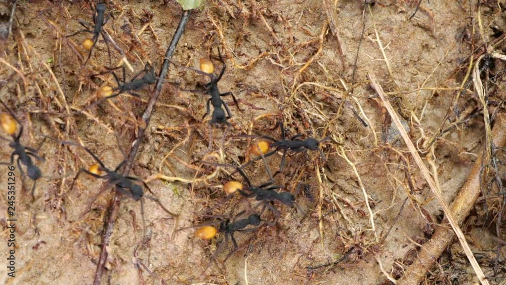 Slow motion of Army Ants (Eciton rapax) on the raid on the rainforest floor in the Ecuadorian Amazon. Slow motion of Army Ants (Eciton rapax) on the raid on the rainforest floor in the Ecuadorian Amazon.