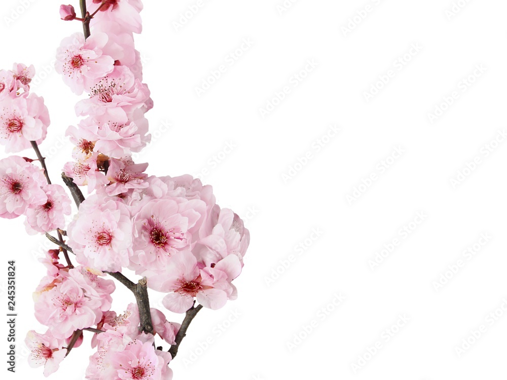 Plakat Sakura illustrations with a white background for wedding cards and Valentine