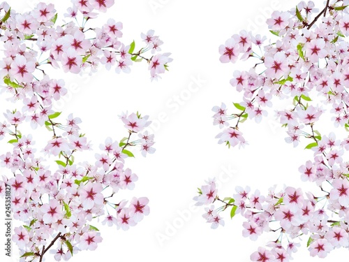 Sakura illustrations with a white background for wedding cards and Valentine