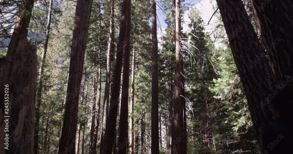 Tracking shot of tourits enjoying the beautiful sunny day at Yosemite National Park, Califorina, Shot with Red Epic Tracking shot of tourits enjoying the beautiful sunny day at Yosemite National Park, Califorina, Shot with Red Epic