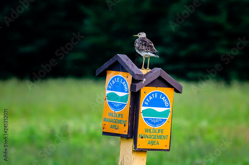 Upland Sandpiper photo