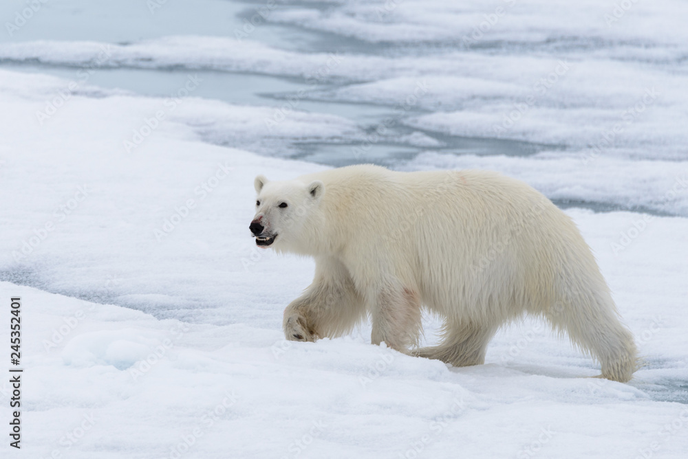 Polar bear (Ursus maritimus) going on the pack ice north of Spitsbergen Island, Svalbard Polar bear (Ursus maritimus) going on the pack ice north of Spitsbergen Island, Svalbard