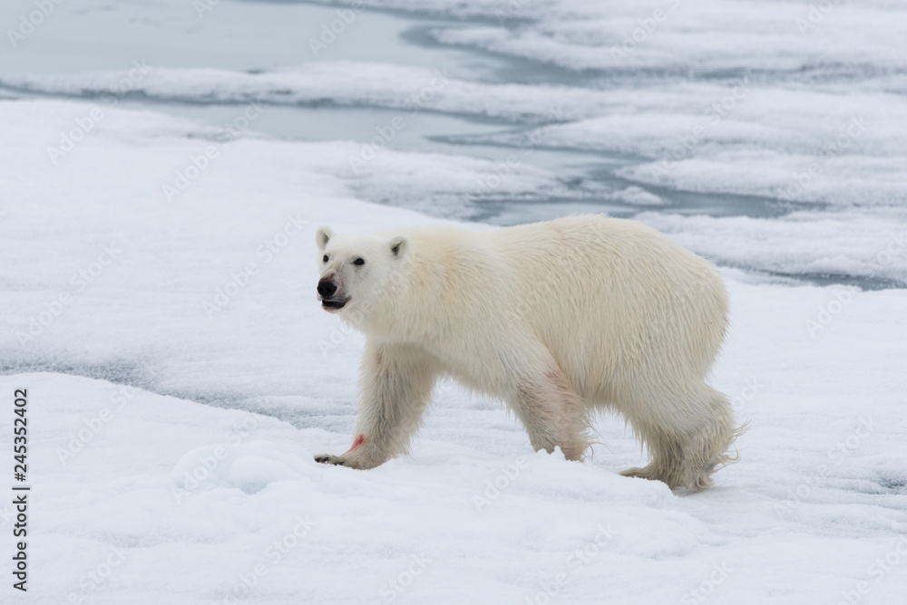 Polar bear (Ursus maritimus) going on the pack ice north of Spitsbergen Island, Svalbard Polar bear (Ursus maritimus) going on the pack ice north of Spitsbergen Island, Svalbard