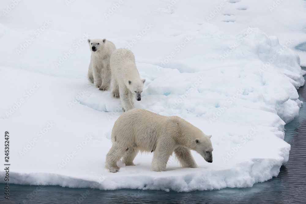 Polar bear (Ursus maritimus) mother and twin cubs on the pack ice, north of Svalbard Arctic Norway Polar bear (Ursus maritimus) mother and twin cubs on the pack ice, north of Svalbard Arctic Norway
