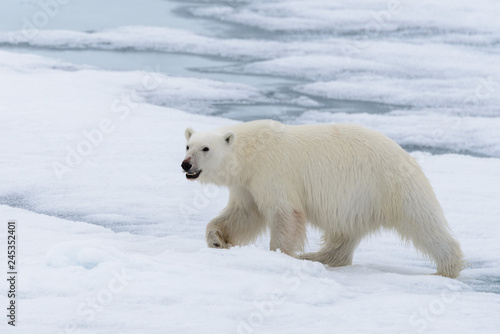 Polar bear (Ursus maritimus) going on the pack ice north of Spitsbergen Island, Svalbard