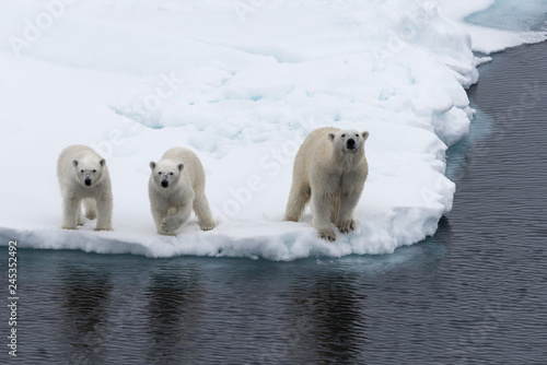 Polar bear (Ursus maritimus) mother and twin cubs on the pack ice, north of Svalbard Arctic Norway