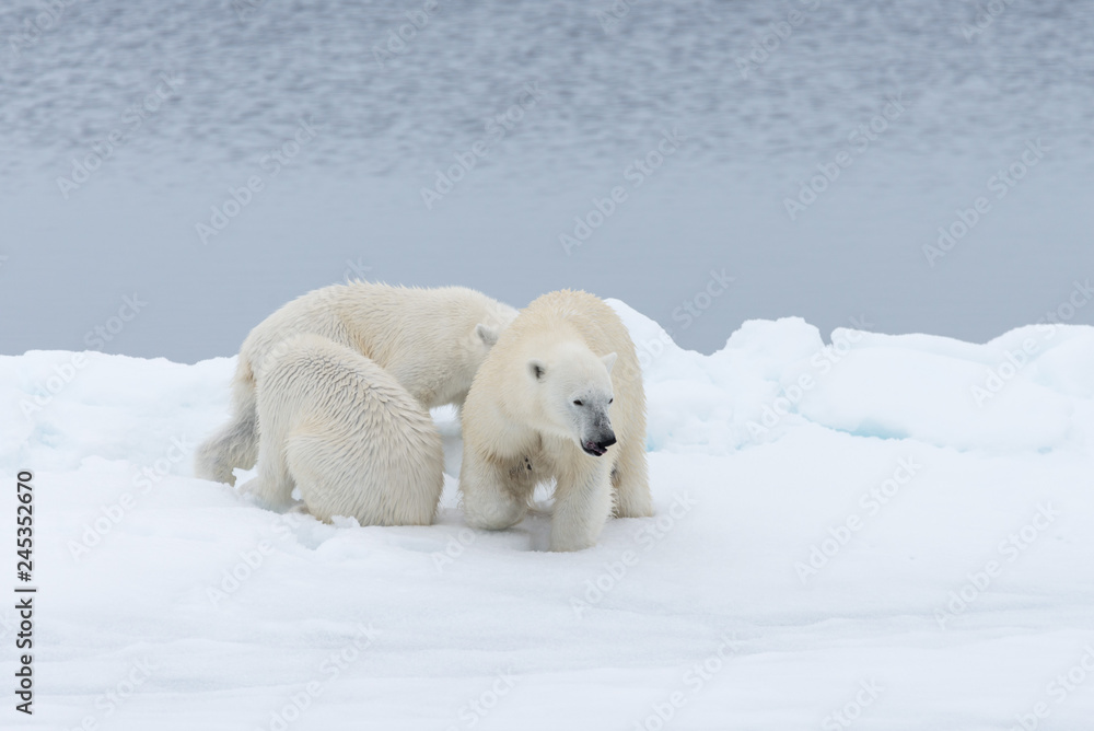 Polar bear (Ursus maritimus) mother and twin cubs on the pack ice, north of Svalbard Arctic Norway Polar bear (Ursus maritimus) mother and twin cubs on the pack ice, north of Svalbard Arctic Norway