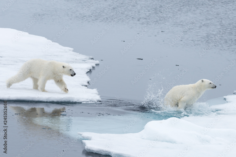 Wild Polar Bear and cubs jumping across the ice on the pack ice, north of Svalbard Arctic Norway Wild Polar Bear and cubs jumping across the ice on the pack ice, north of Svalbard Arctic Norway