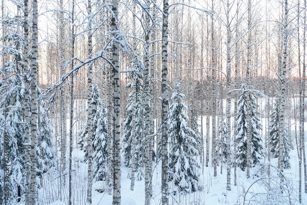 Frozen trees in the finnish forest in the winter. White snow covering the trees. Arctic nature in very cold weather. Hämeenlinna, Finland. Frozen trees in the finnish forest in the winter. White snow covering the trees. Arctic nature in very cold weather. Hämeenlinna, Finland.