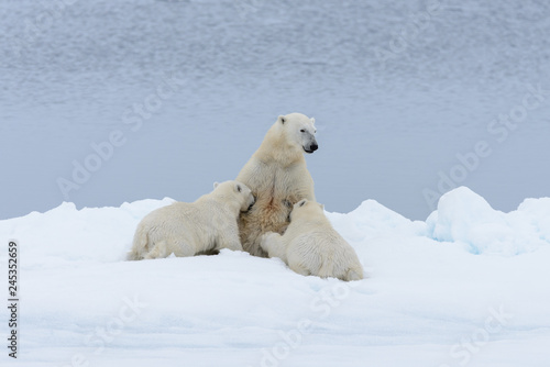 Polar bear mother feeding her cubs on the pack ice, north of Svalbard Arctic Norway