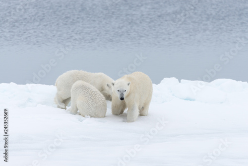 Polar bear (Ursus maritimus) mother and twin cubs on the pack ice, north of Svalbard Arctic Norway