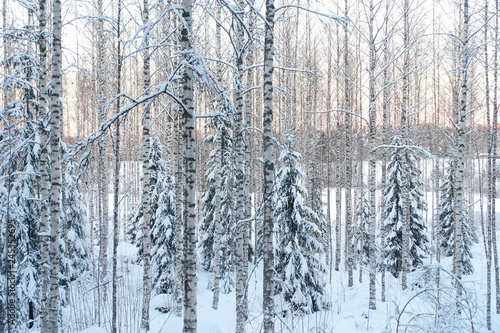 Frozen trees in the finnish forest in the winter. White snow covering the trees. Arctic nature in very cold weather. Hämeenlinna, Finland. photo