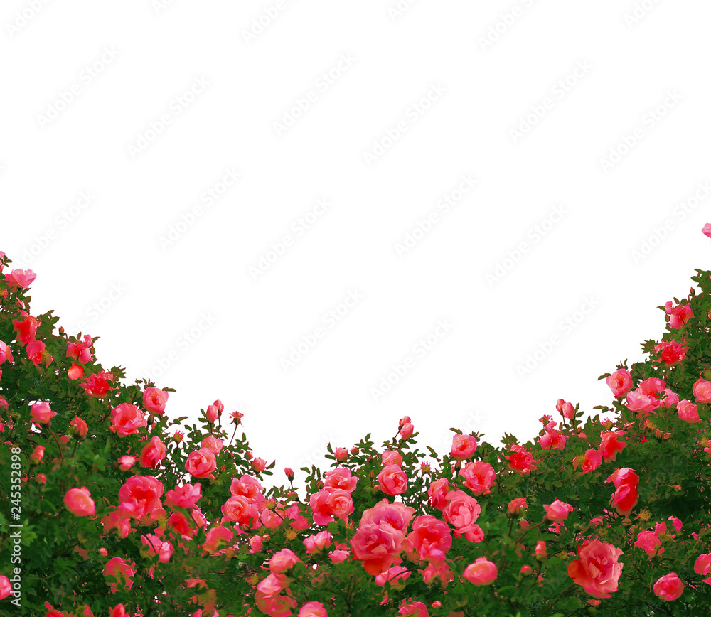 Fototapeta premium Beautiful fresh red roses bush isolated on white background.Natural red roses background