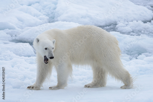 Wild polar bear on pack ice in Arctic sea close up © Alexey Seafarer