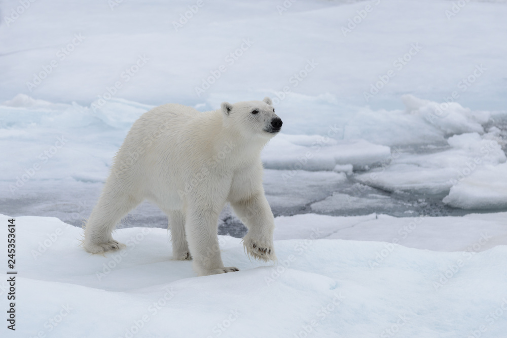 Fototapeta premium Wild polar bear on pack ice in Arctic sea