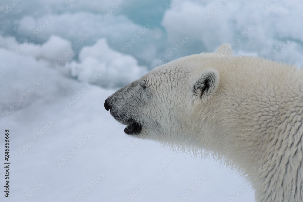 Naklejka Polar bear's (Ursus maritimus) head close up