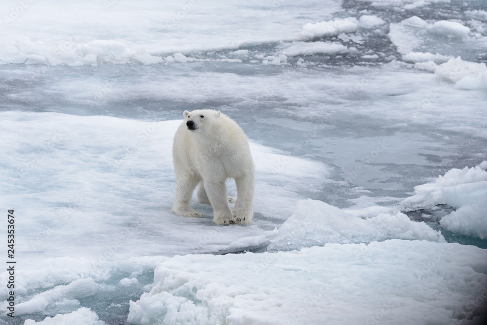 Wild polar bear on pack ice in Arctic sea Wild polar bear on pack ice in Arctic sea