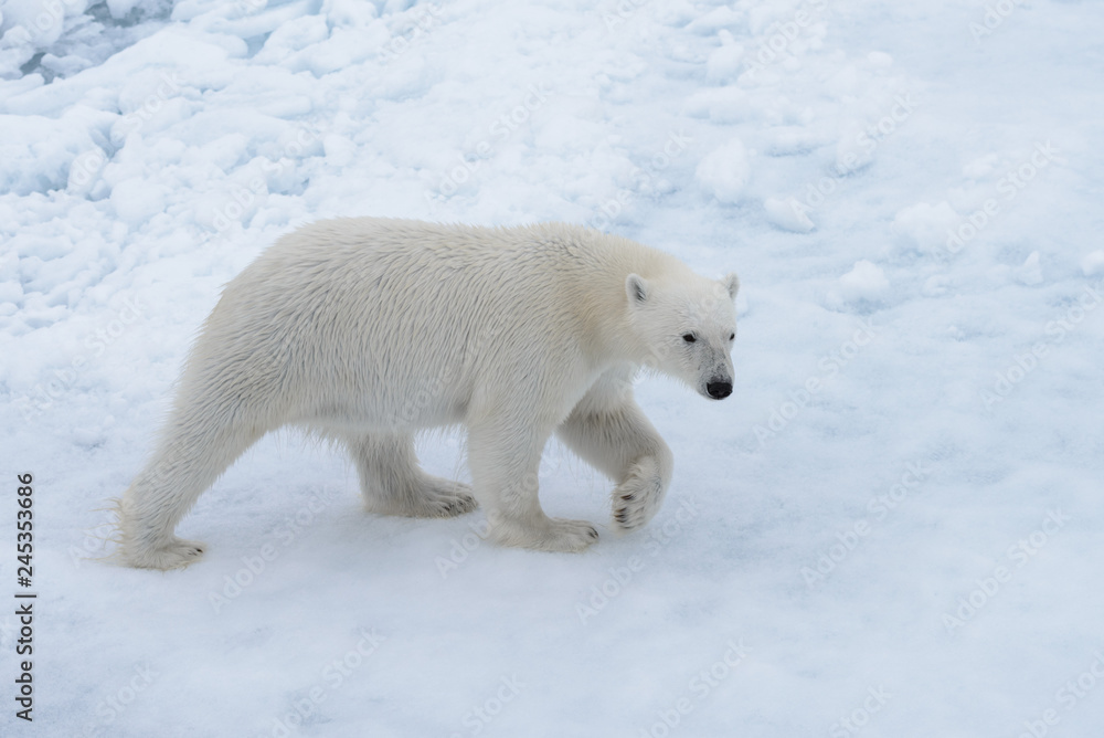 Wild polar bear on pack ice in Arctic sea Wild polar bear on pack ice in Arctic sea