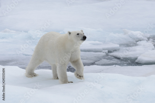 Wild polar bear on pack ice in Arctic sea