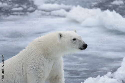 Wild polar bear on pack ice in Arctic sea