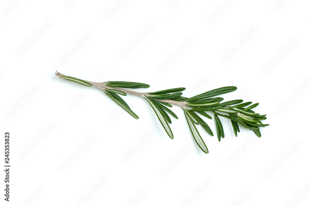 Fototapeta premium Rosemary leaf isolated on white background