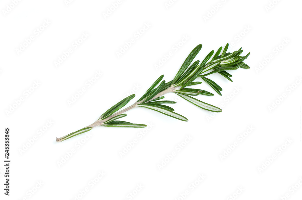 Fototapeta premium Rosemary leaf isolated on white background