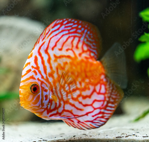 orange discus fish