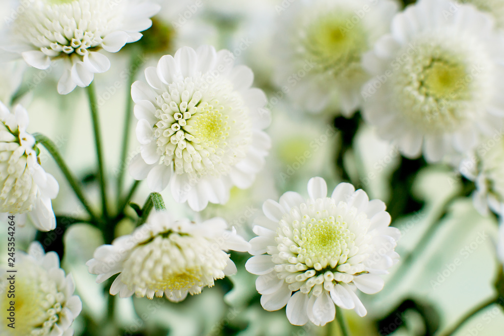 Background from delicate flowers. Macro. White-green chrysanthemum for design. Floral design in summer and spring.