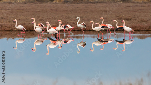 Group of greater pink flamingos and their reflections ready to take off from a lake in Ptelea lagoon, Rodopi, Greece