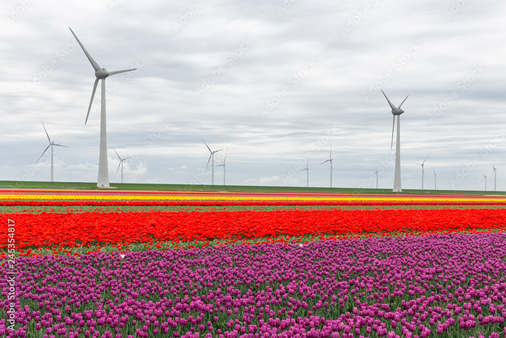 Colorful Dutch tulip fields with big wind turbines