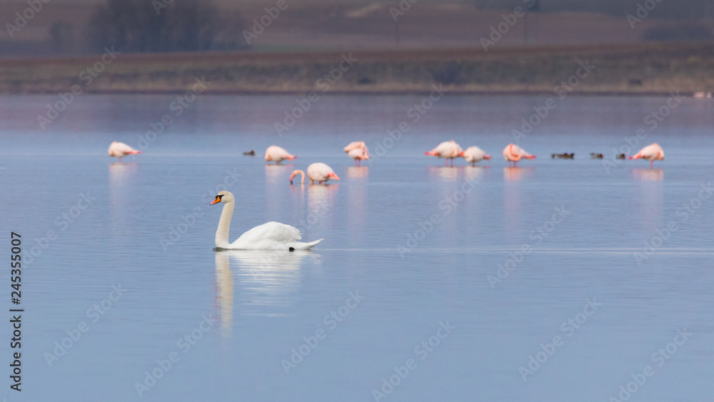Mute swan and greater pink flamingos in Ptelea lake, Rodopi, Greece