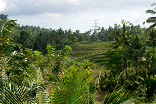 Reisfeld auf Bali  Indonesien