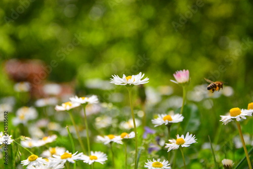 Fototapeta Naklejka Na Ścianę i Meble -  daisies in the grass