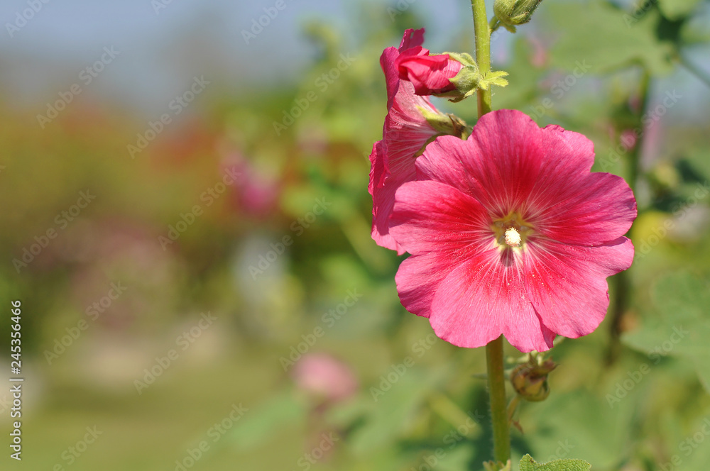 Close up large flower with red and pink color is fully blooming on blurred background