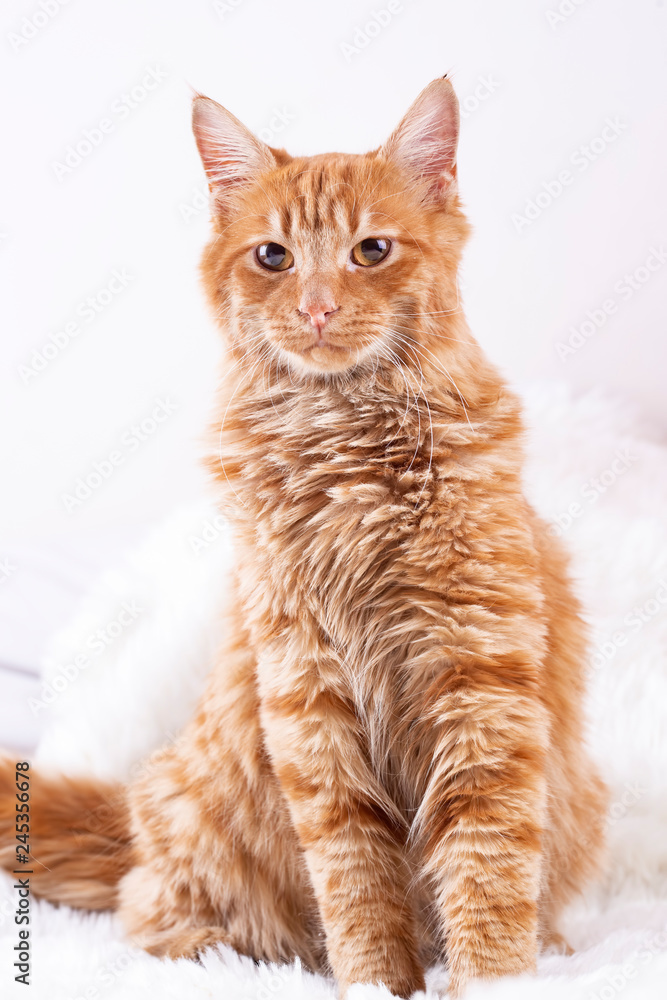 Pet animal; cute cat indoor. Yellow cat. Pet animal; cute cat indoor. Yellow cat.