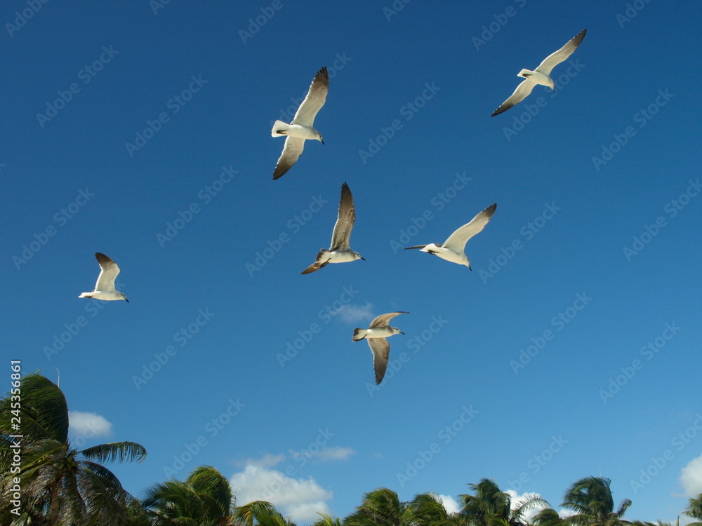 Fototapeta premium Tiere Blumen