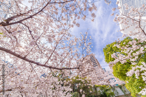 Wallpaper Mural 都会の桜 Torontodigital.ca