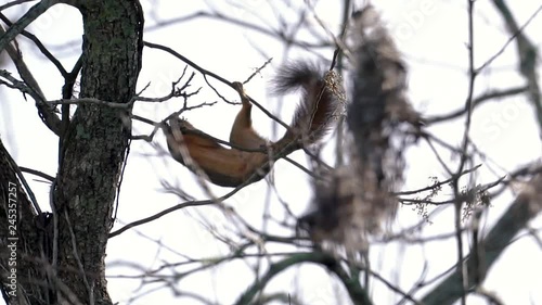 A squirrel is dangling from a small branch reaching for food. Flips over after grabbing food slow motion HD photo