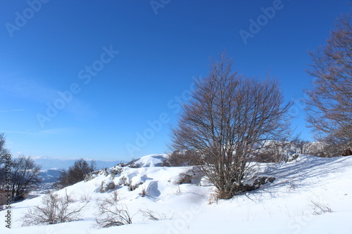 Lonely snowy tree © Daniele