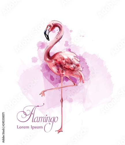 Flamingo in watercolor isolated Vector. Exotic bird cute poster templates