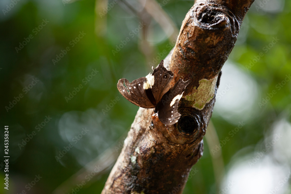 butterfly camouflaged on a tree butterfly camouflaged on a tree