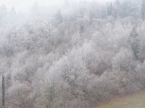 Forest with hoarfrost in winter