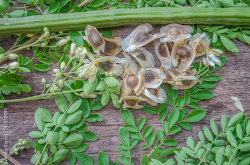 Moringa seeds surrounded by horseradish leaves