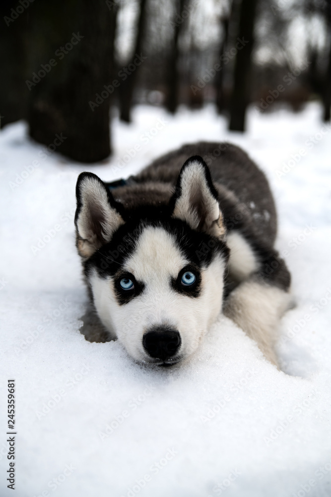 A beautiful husky puppy with blue eyes put its muzzle on the snow and looks into the camera.