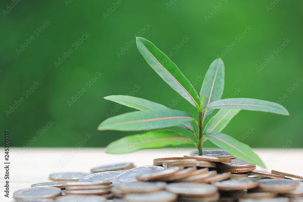Obraz premium Plant growing on coins money with natural green background, investment and business concept