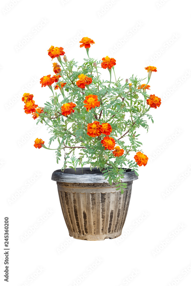 French marigold or calendula flower  blossoming in pot isolated on white background with clipping path.