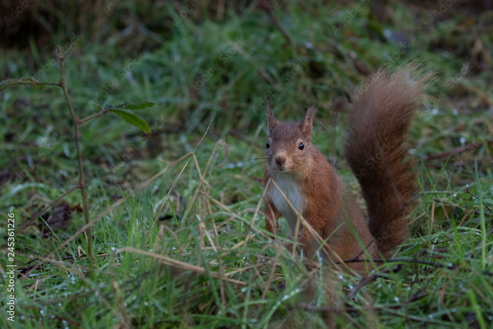 Red Squirrel, Sciurus vulgaris, on ground and in tree posing during a cold winters morning in scotland Red Squirrel, Sciurus vulgaris, on ground and in tree posing during a cold winters morning in scotland