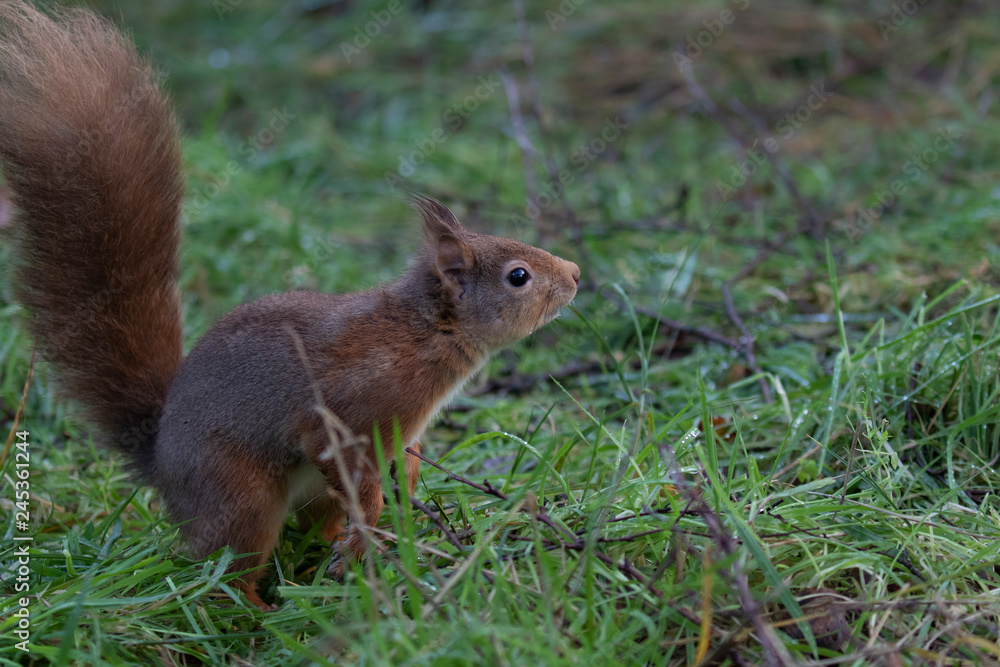 Red Squirrel, Sciurus vulgaris, on ground and in tree posing during a cold winters morning in scotland Red Squirrel, Sciurus vulgaris, on ground and in tree posing during a cold winters morning in scotland