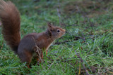 Red Squirrel, Sciurus vulgaris, on ground and in tree posing during a cold winters morning in scotland